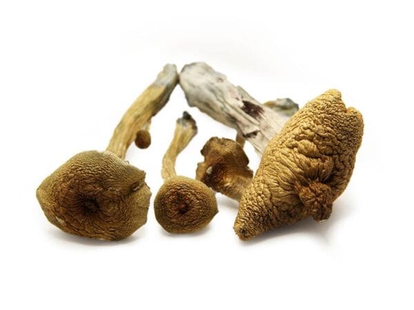 Alacabenzi strain mushrooms