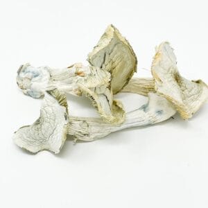 Albino A+ mushrooms