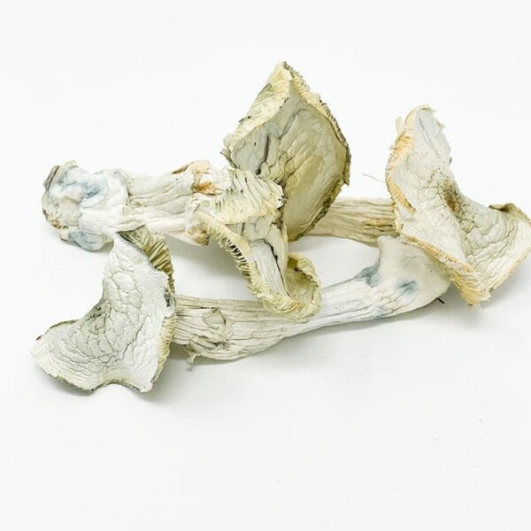 Albino A+ mushrooms