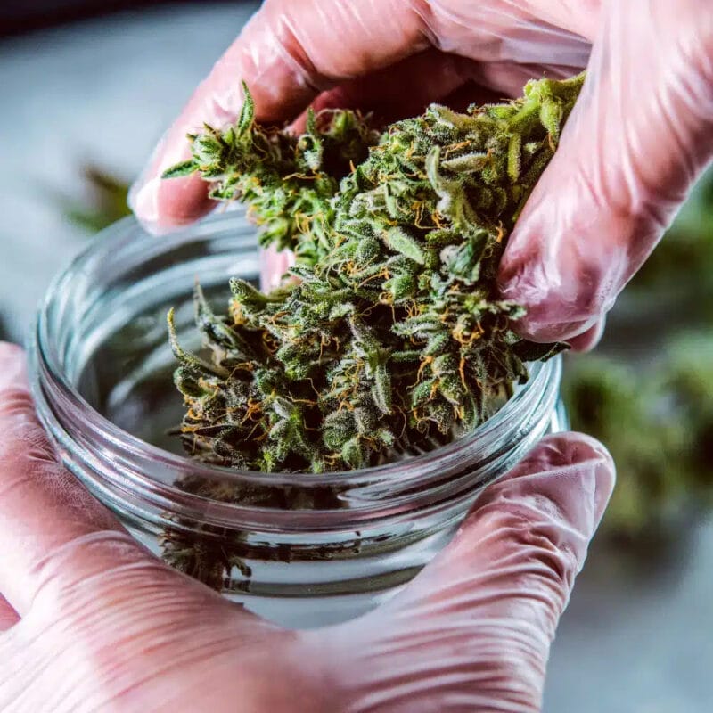 Synthetic Cannabinoid